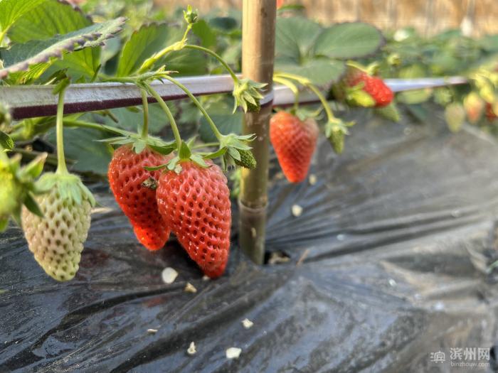 阳信:众志成城抗疫情! 鲜甜草莓送“疫”线