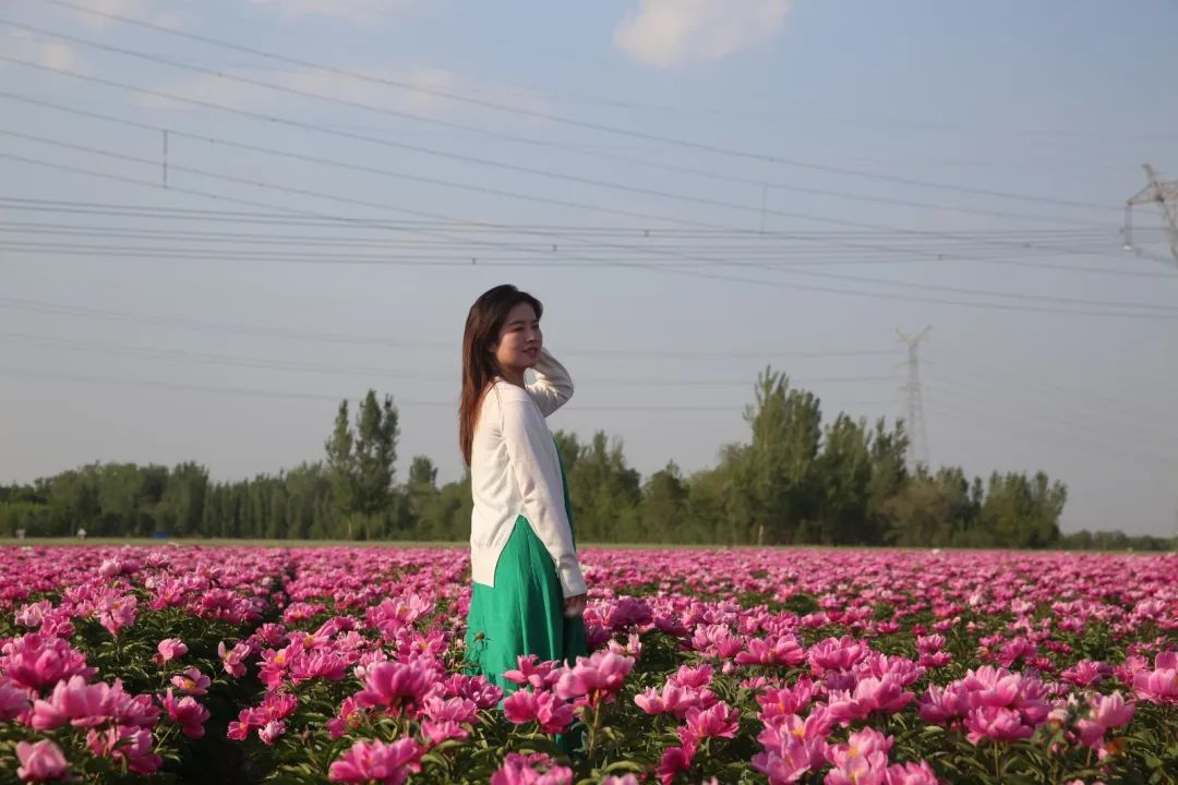 阳信县洋湖乡：“乡约芍药 醉美洋湖”张杨村百草园成网红打卡地