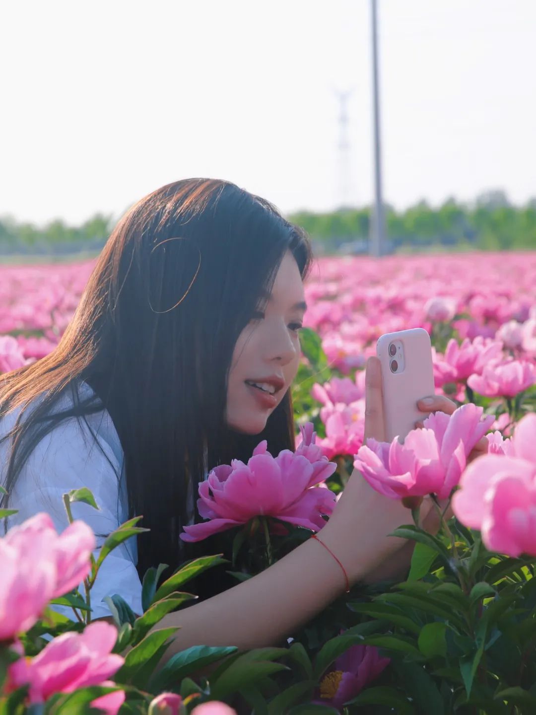 阳信县洋湖乡：“乡约芍药 醉美洋湖”张杨村百草园成网红打卡地