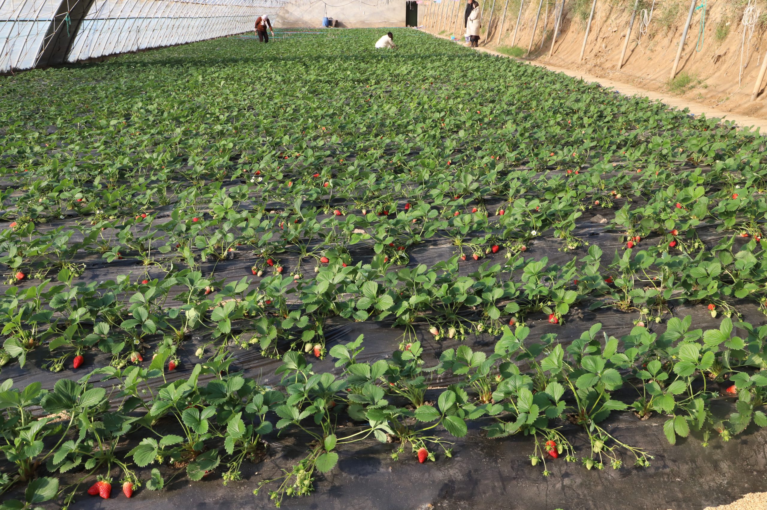 阳信芊然新果园:体验采摘乐趣 共享“莓”好时光