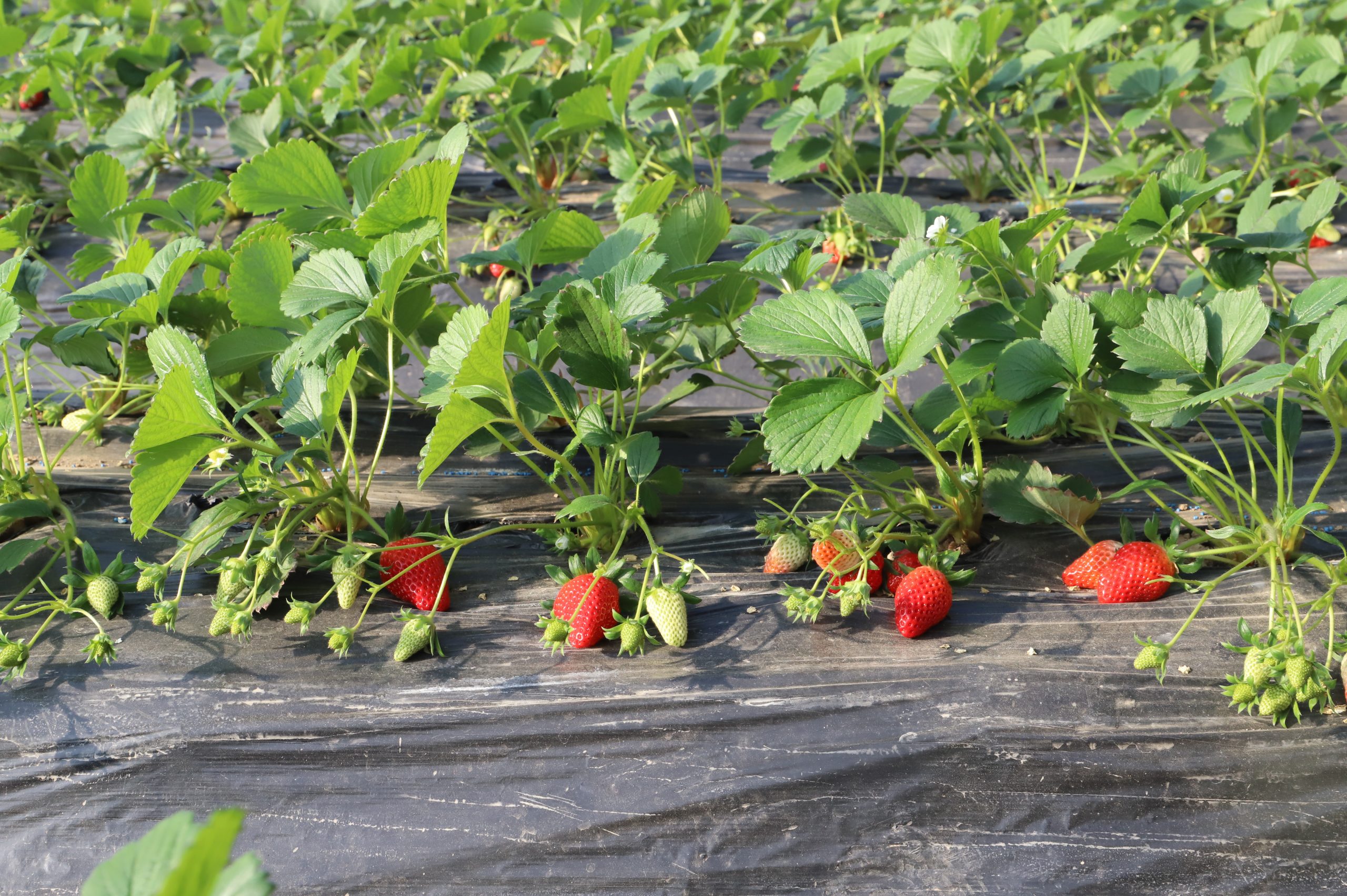 阳信芊然新果园:体验采摘乐趣 共享“莓”好时光