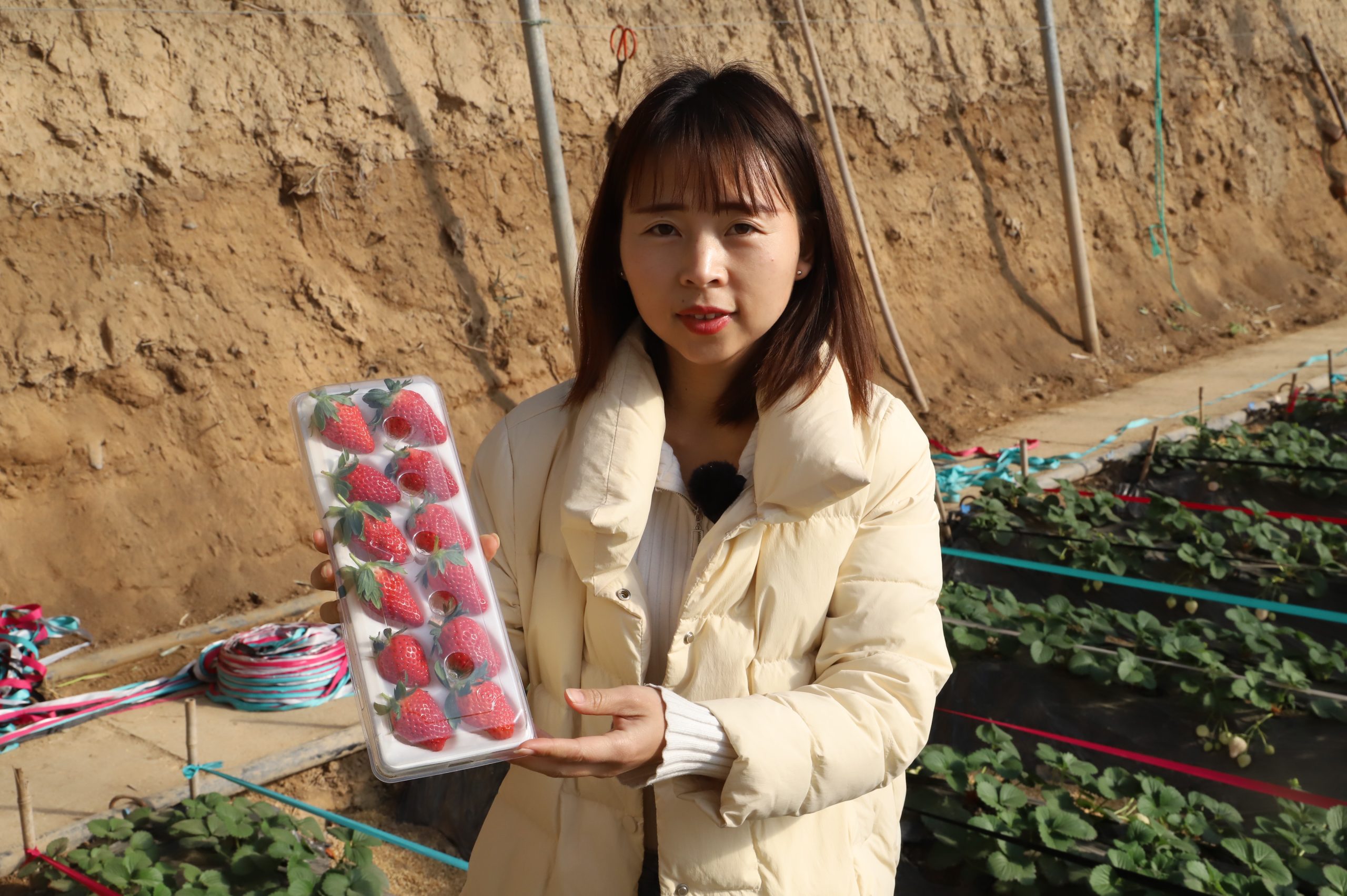 阳信芊然新果园:体验采摘乐趣 共享“莓”好时光