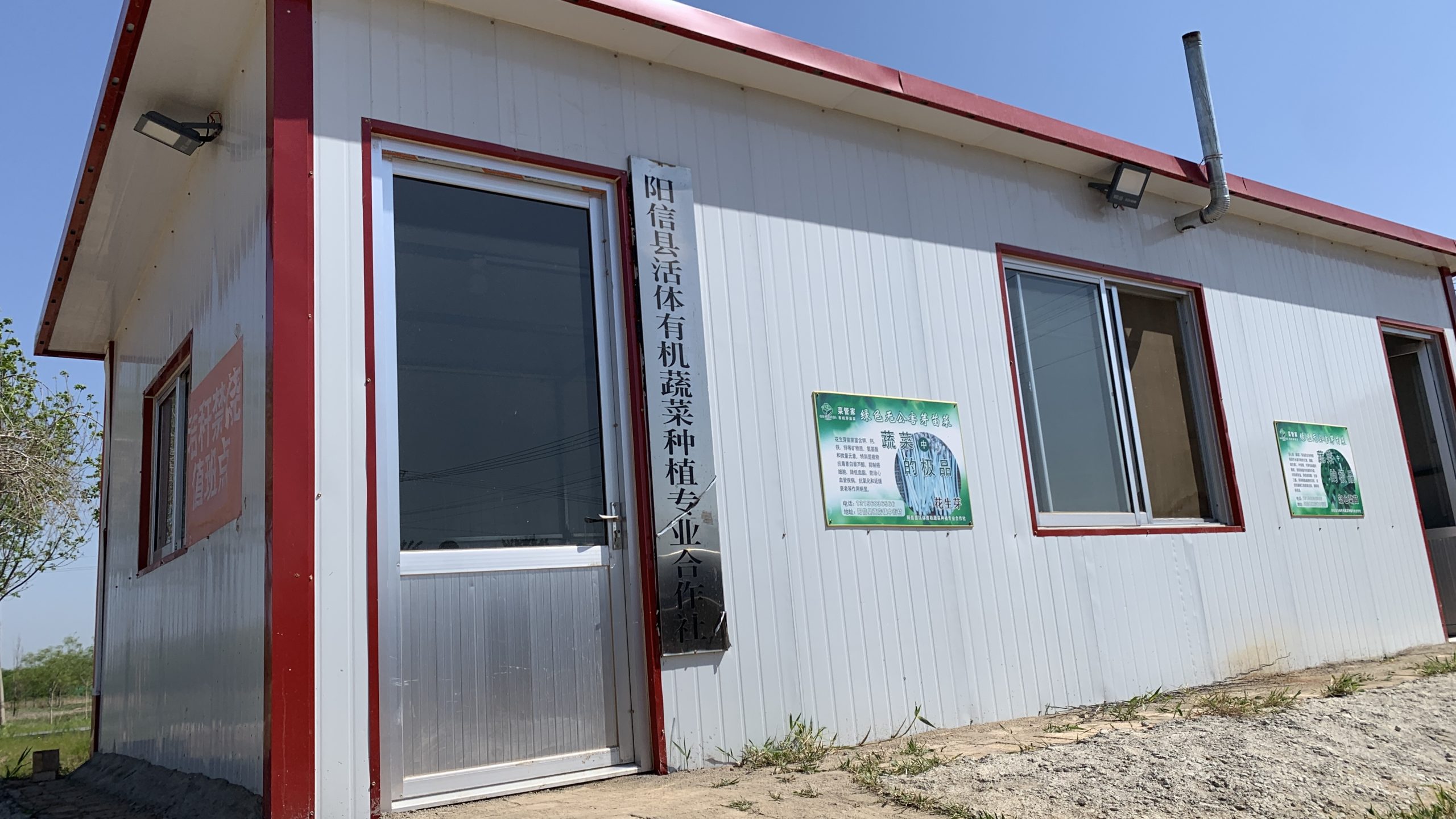 阳信商店镇:只喝纯净水的小小“芽苗菜”,拓宽致富新路径!