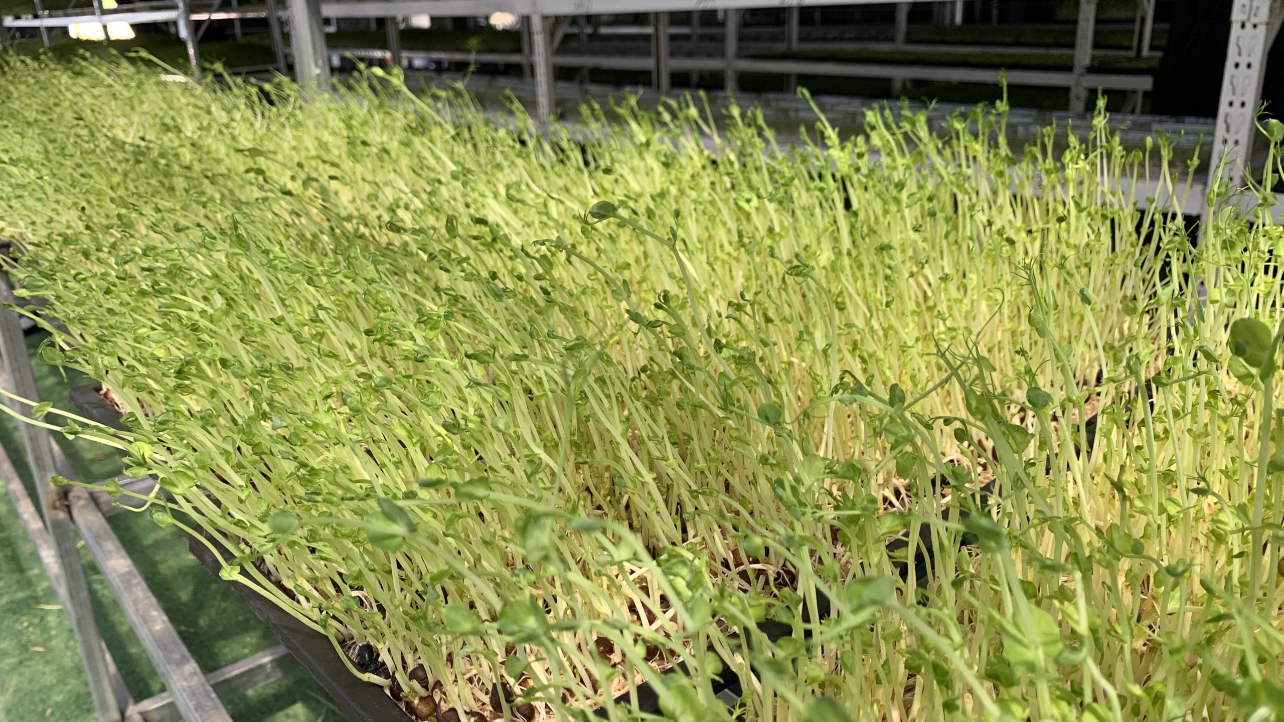 阳信商店镇:只喝纯净水的小小“芽苗菜”,拓宽致富新路径!