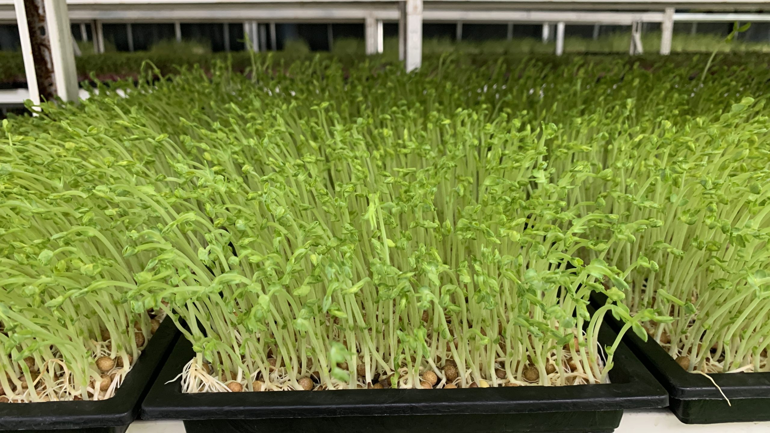 阳信商店镇：只喝纯净水的小小“芽苗菜”,拓宽致富新路径！