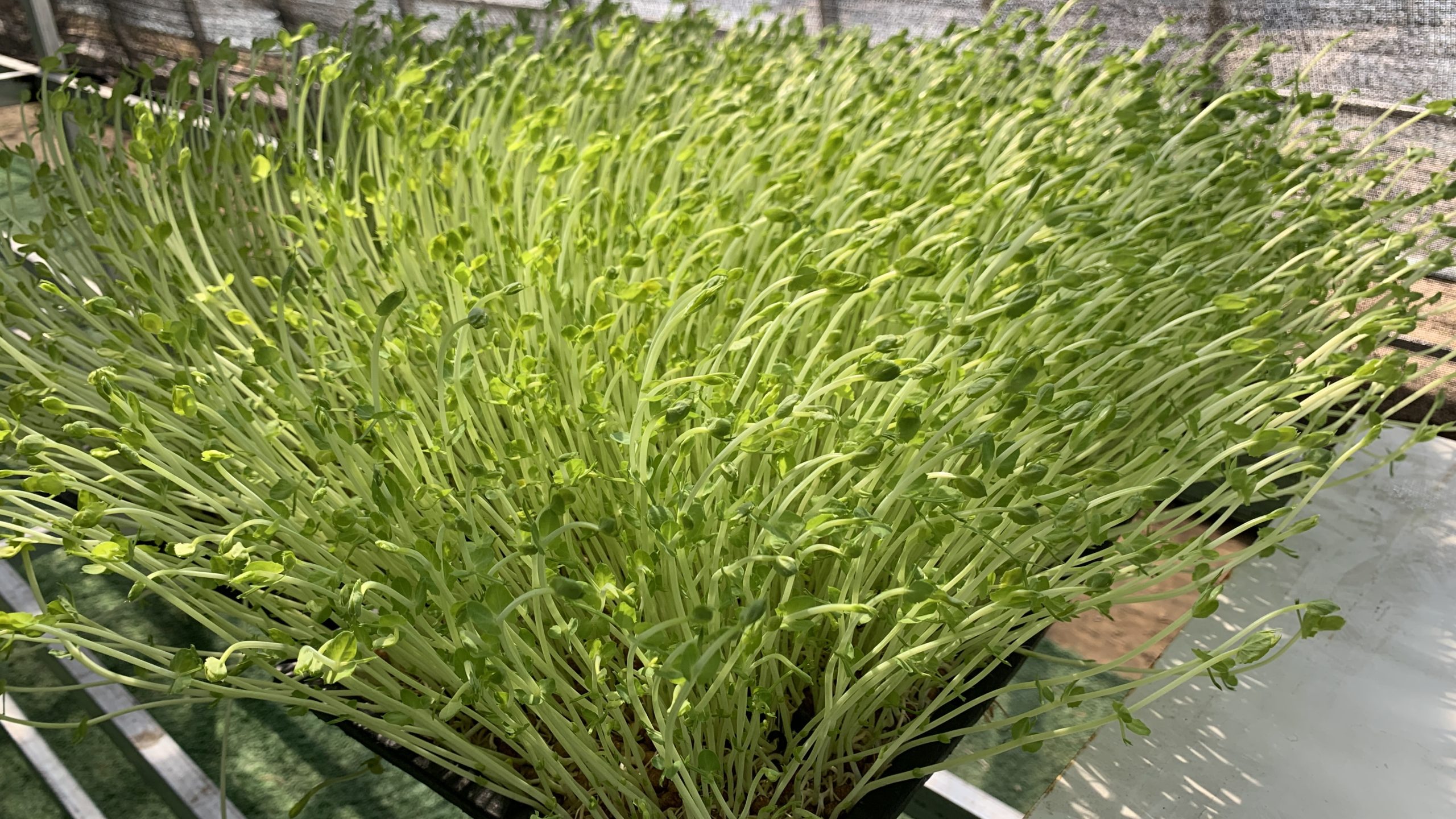 阳信商店镇:只喝纯净水的小小“芽苗菜”,拓宽致富新路径!