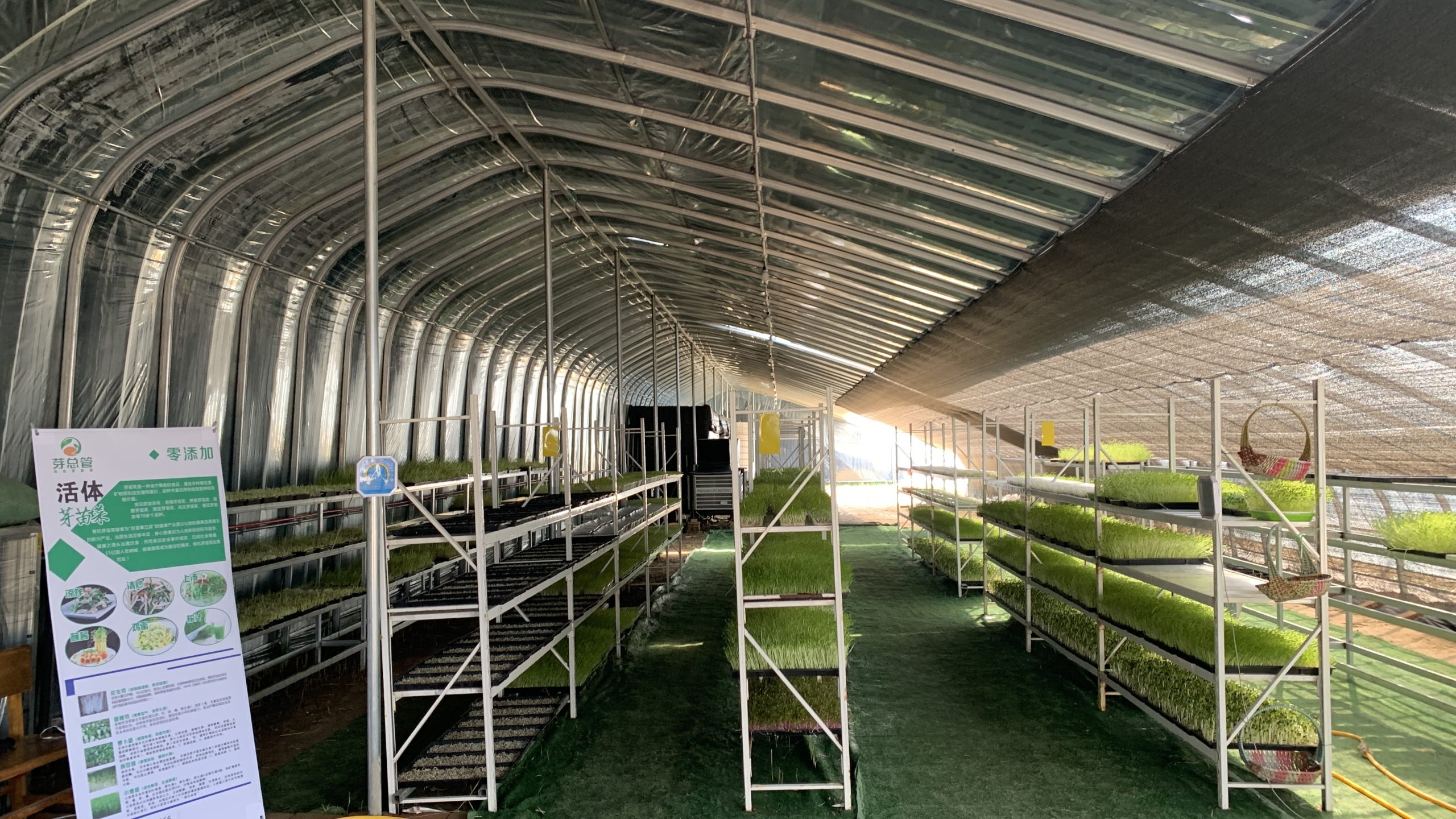 阳信商店镇:只喝纯净水的小小“芽苗菜”,拓宽致富新路径!