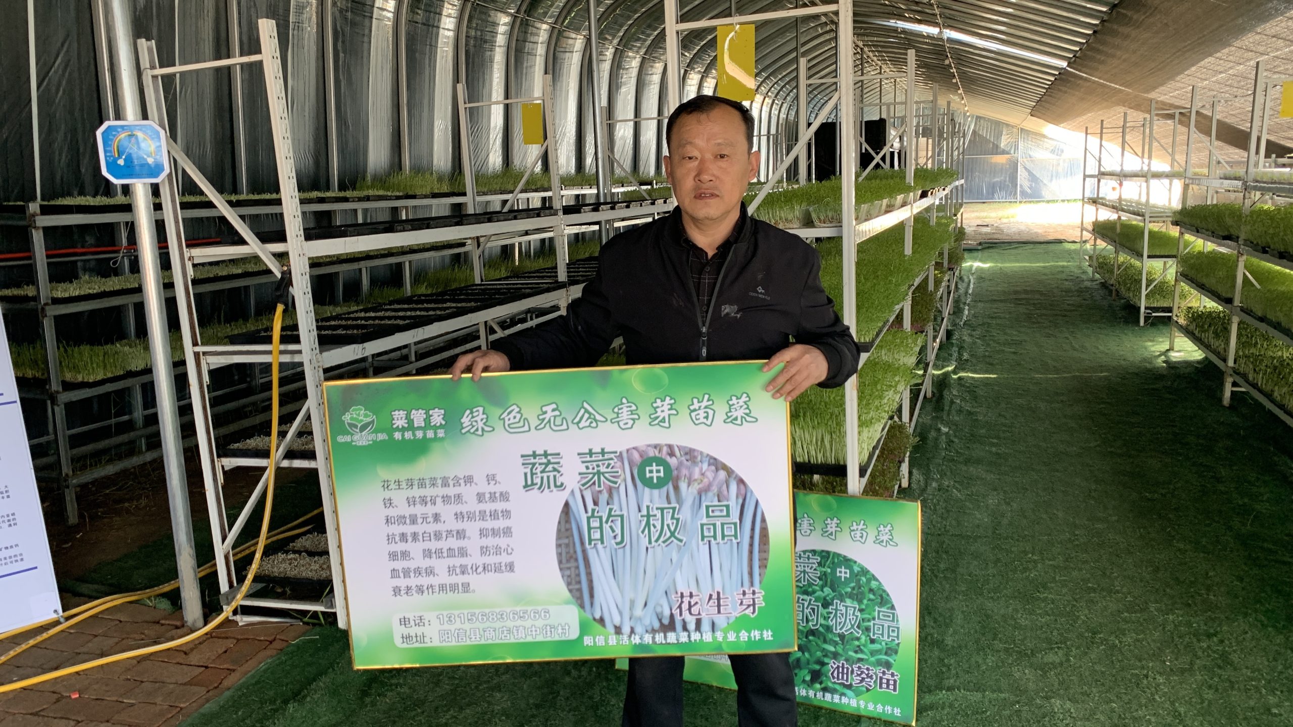 阳信商店镇：只喝纯净水的小小“芽苗菜”,拓宽致富新路径！