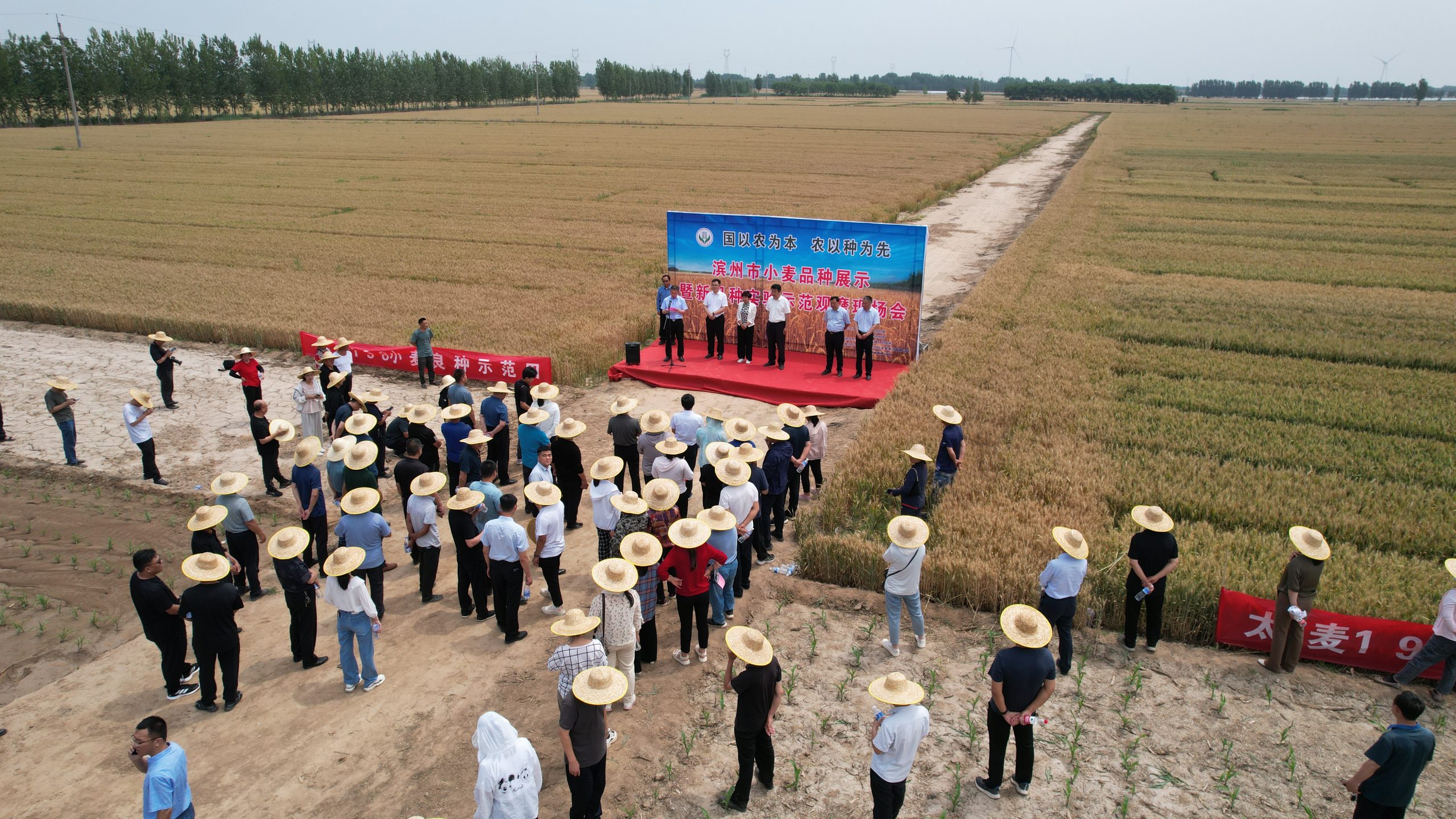 阳信中润农发集团:滨州市小麦新品种观摩会在翟王镇韩桥村举行
