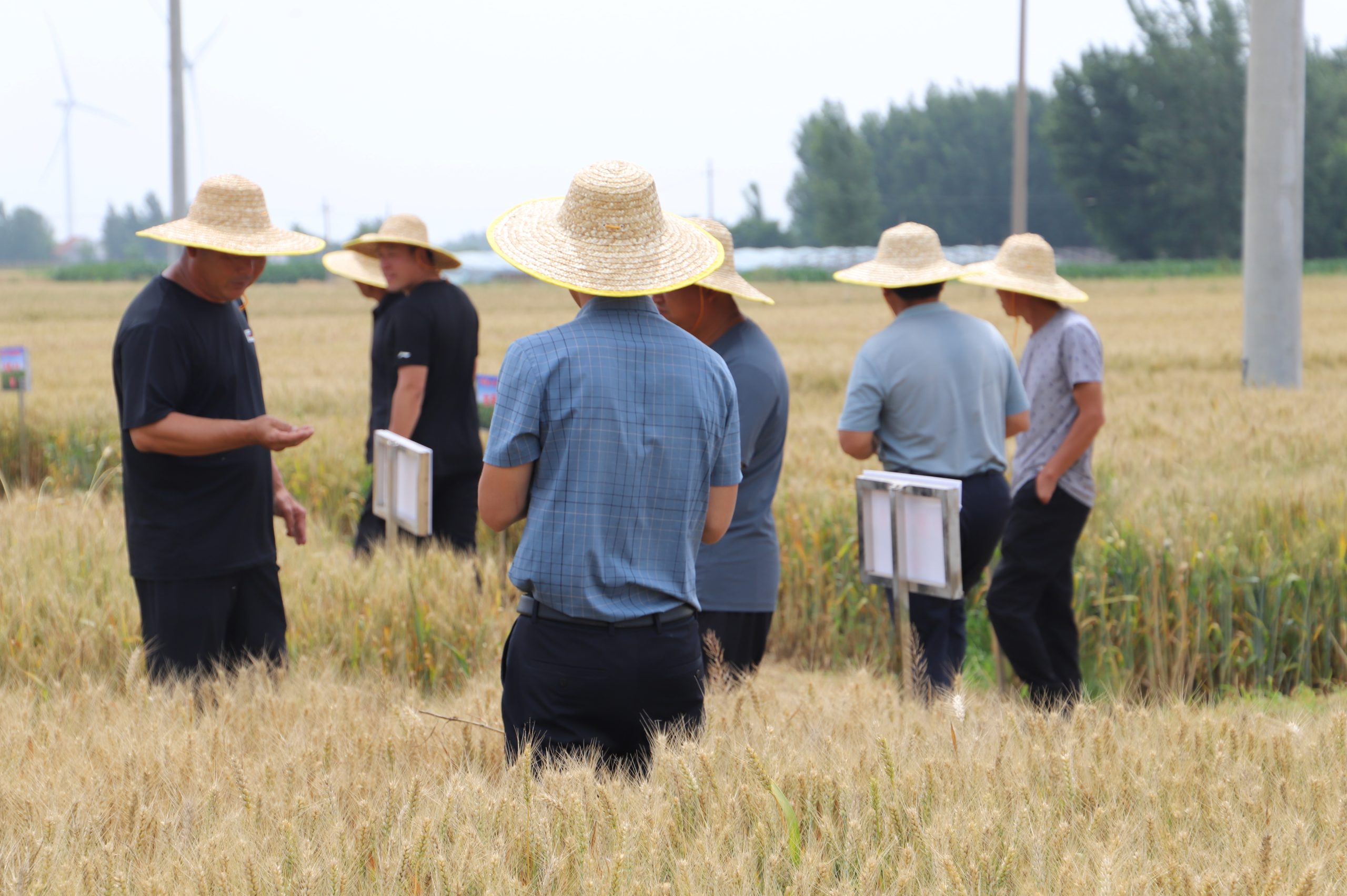 阳信中润农发集团：滨州市小麦新品种观摩会在翟王镇韩桥村举行