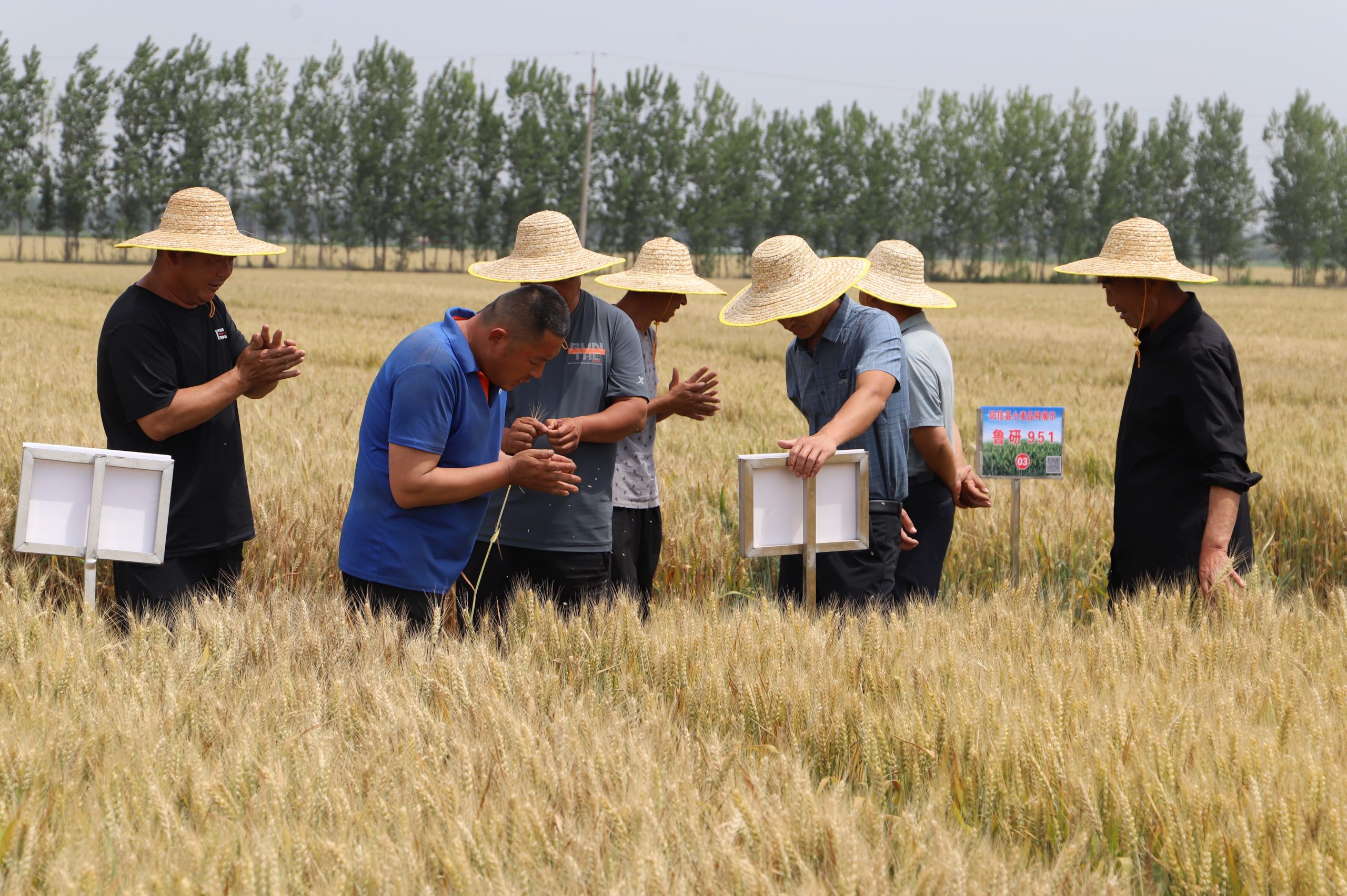 阳信中润农发集团：滨州市小麦新品种观摩会在翟王镇韩桥村举行