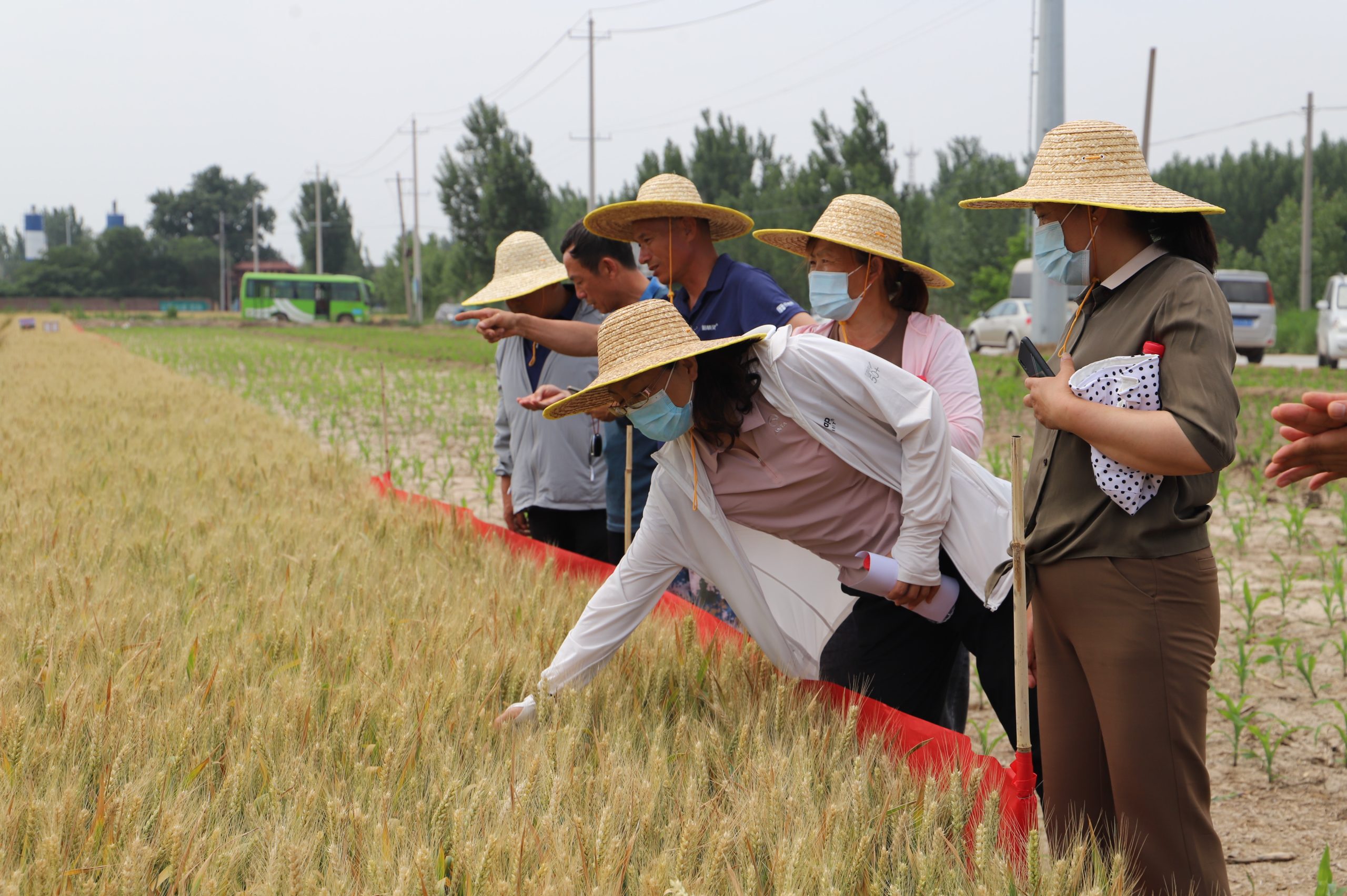 阳信中润农发集团：滨州市小麦新品种观摩会在翟王镇韩桥村举行