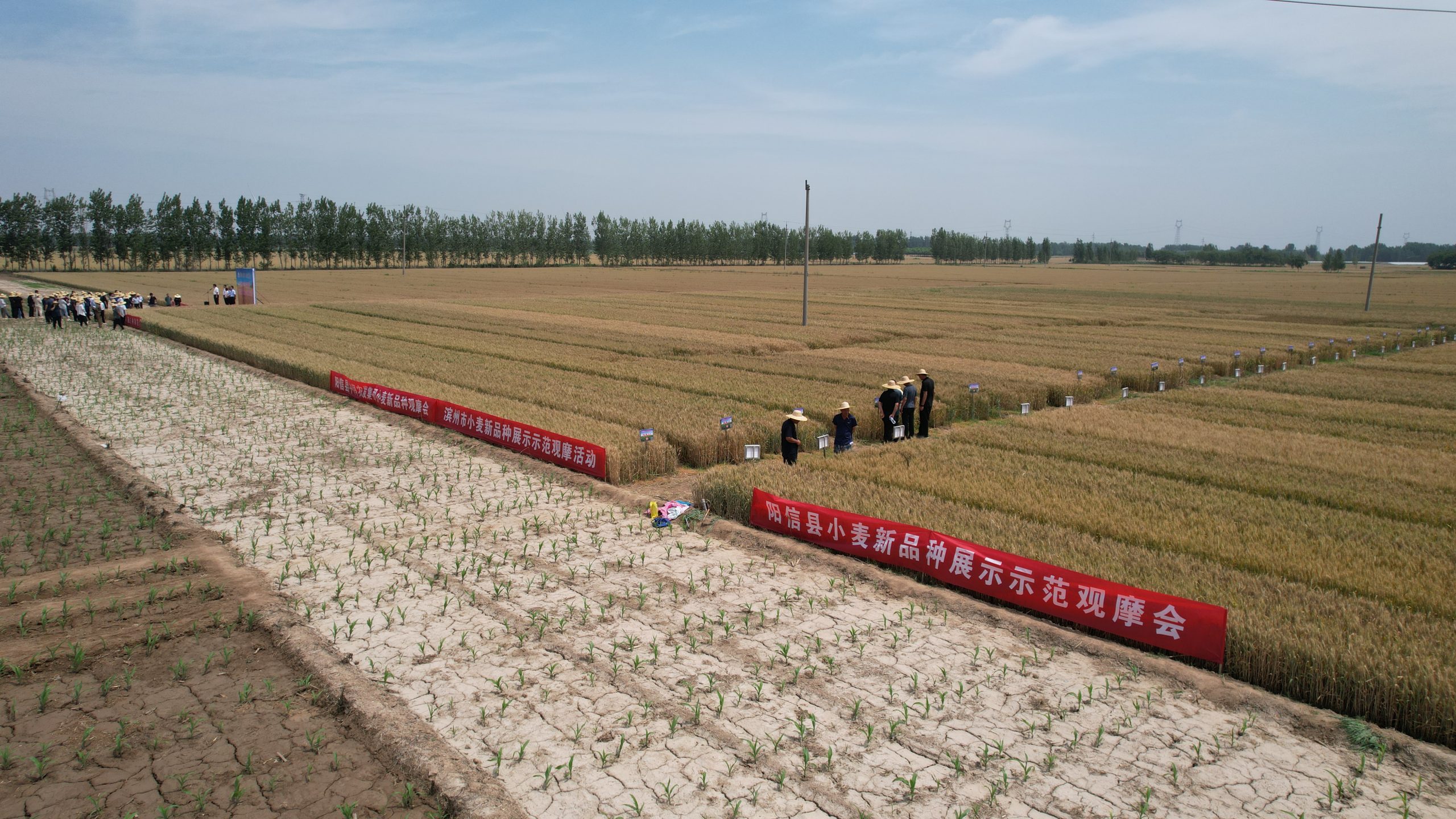 阳信中润农发集团：滨州市小麦新品种观摩会在翟王镇韩桥村举行