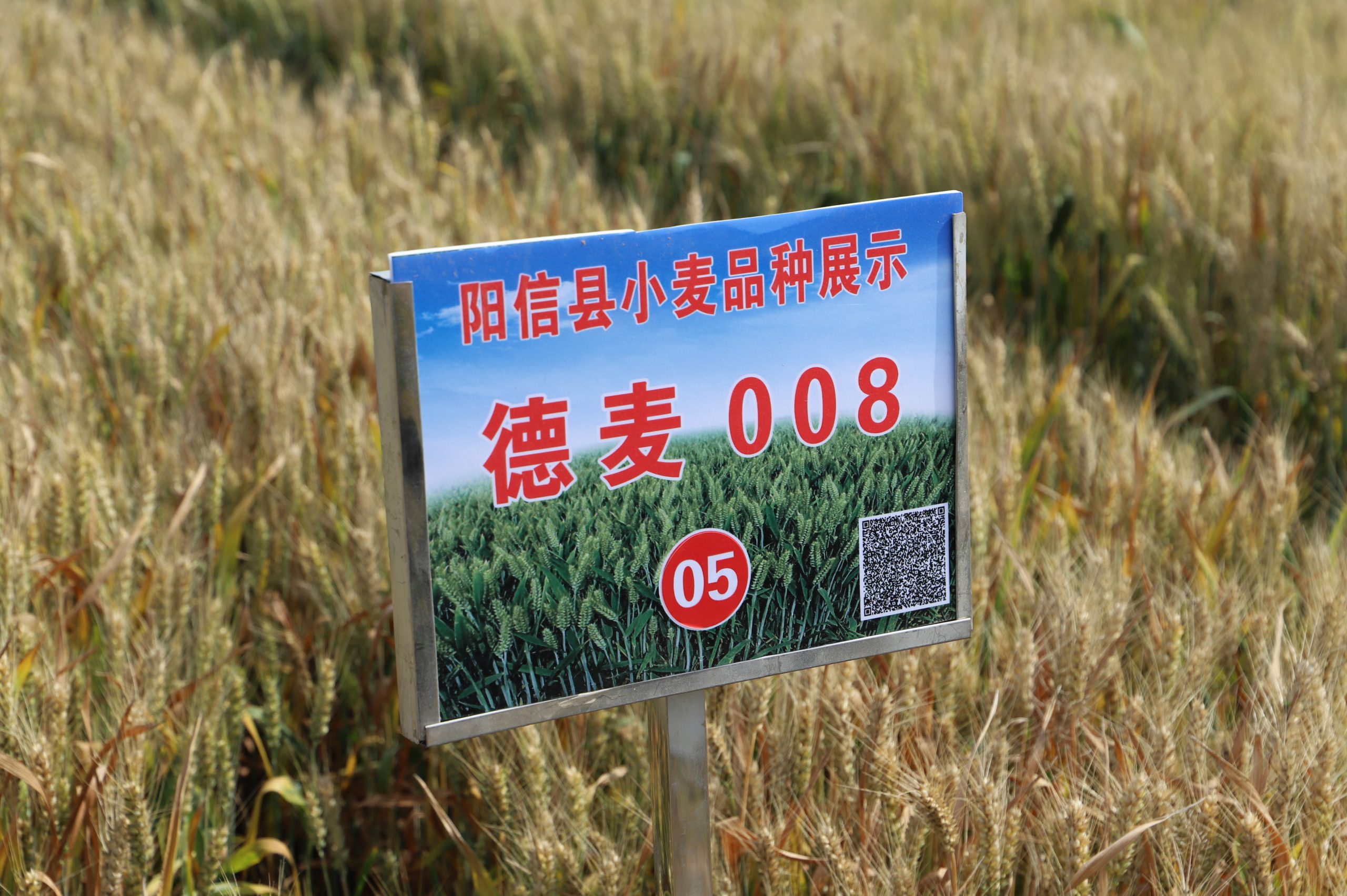 阳信中润农发集团：滨州市小麦新品种观摩会在翟王镇韩桥村举行