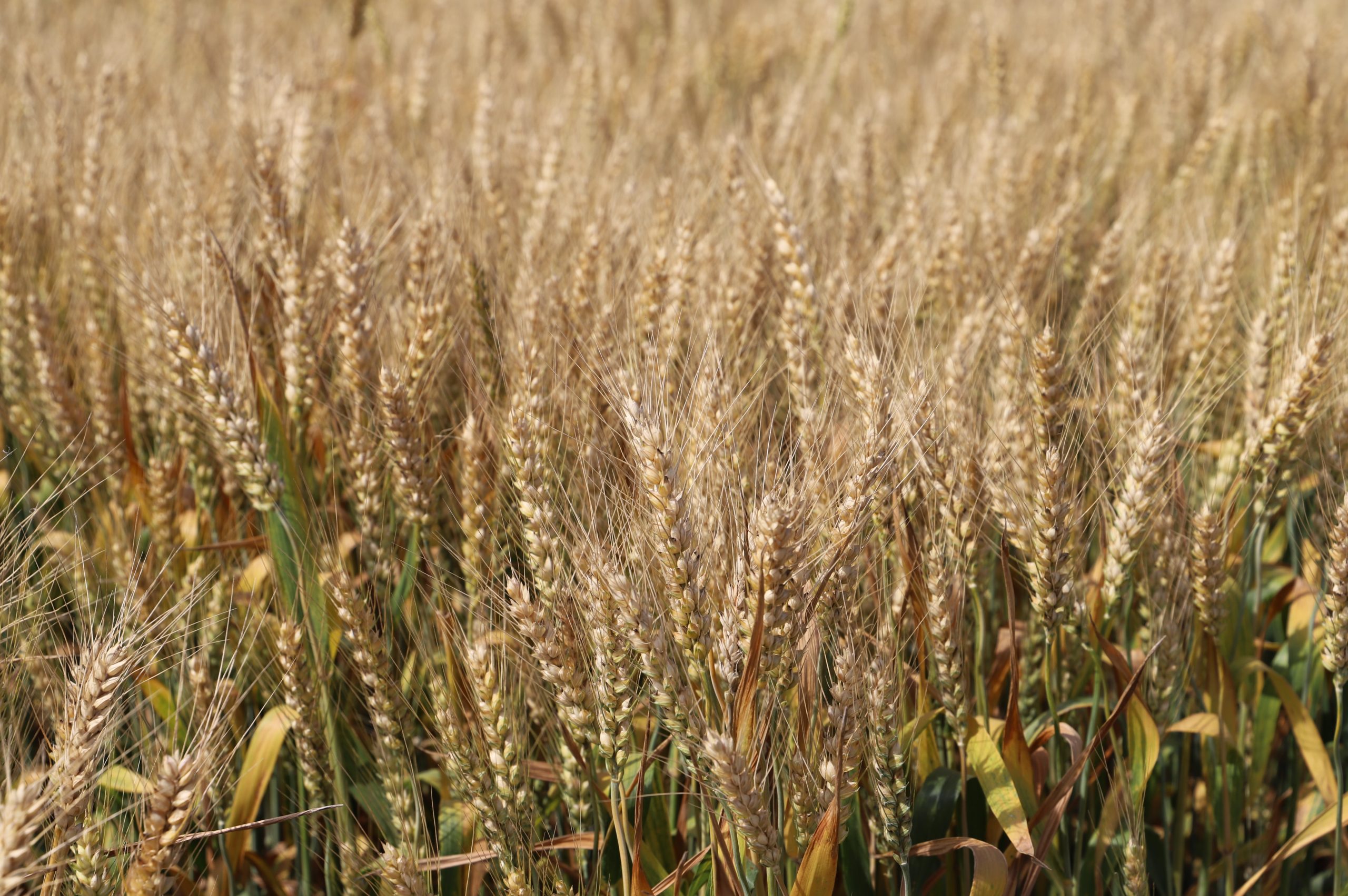 阳信中润农发集团：滨州市小麦新品种观摩会在翟王镇韩桥村举行