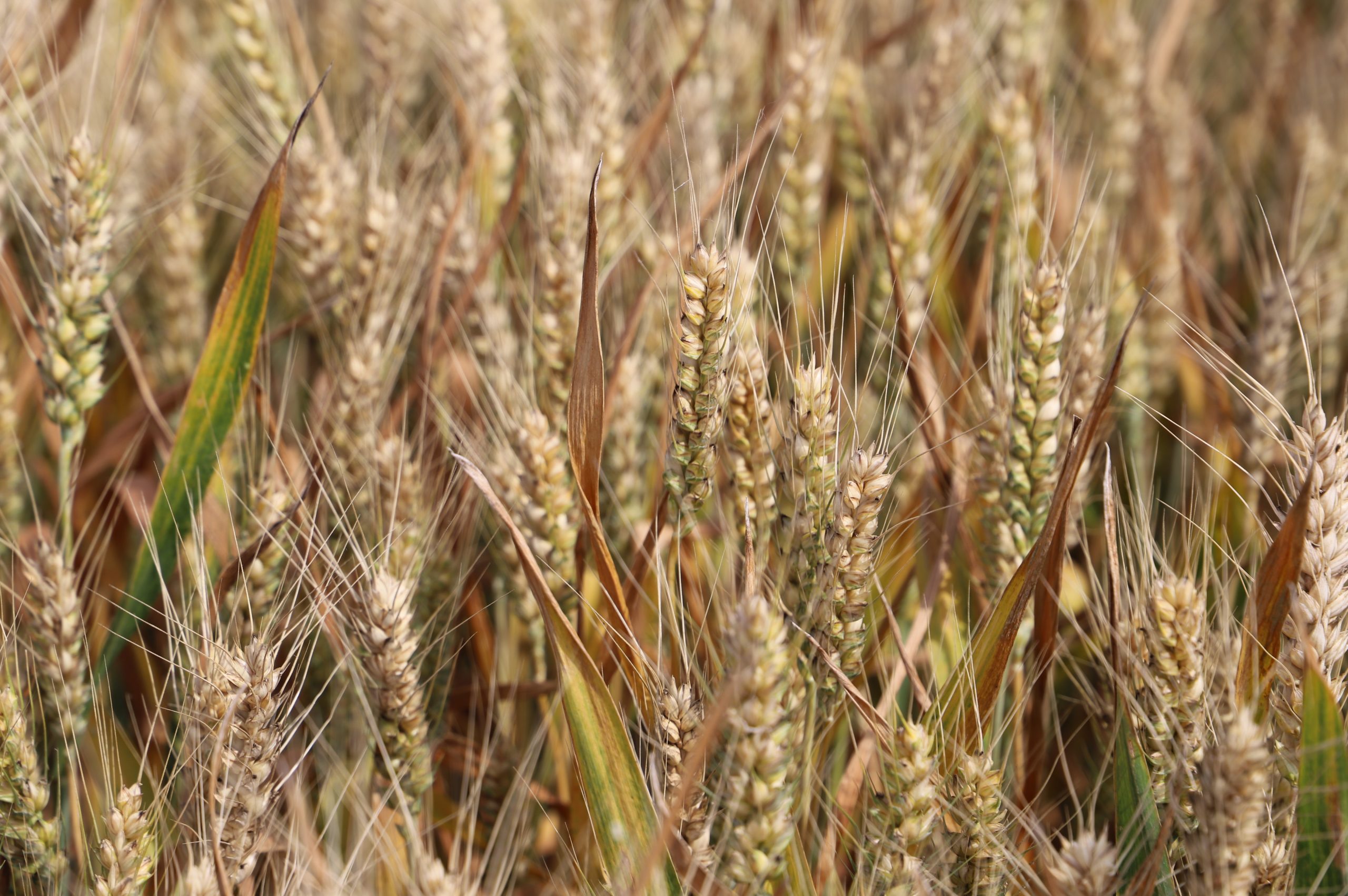 阳信中润农发集团：滨州市小麦新品种观摩会在翟王镇韩桥村举行