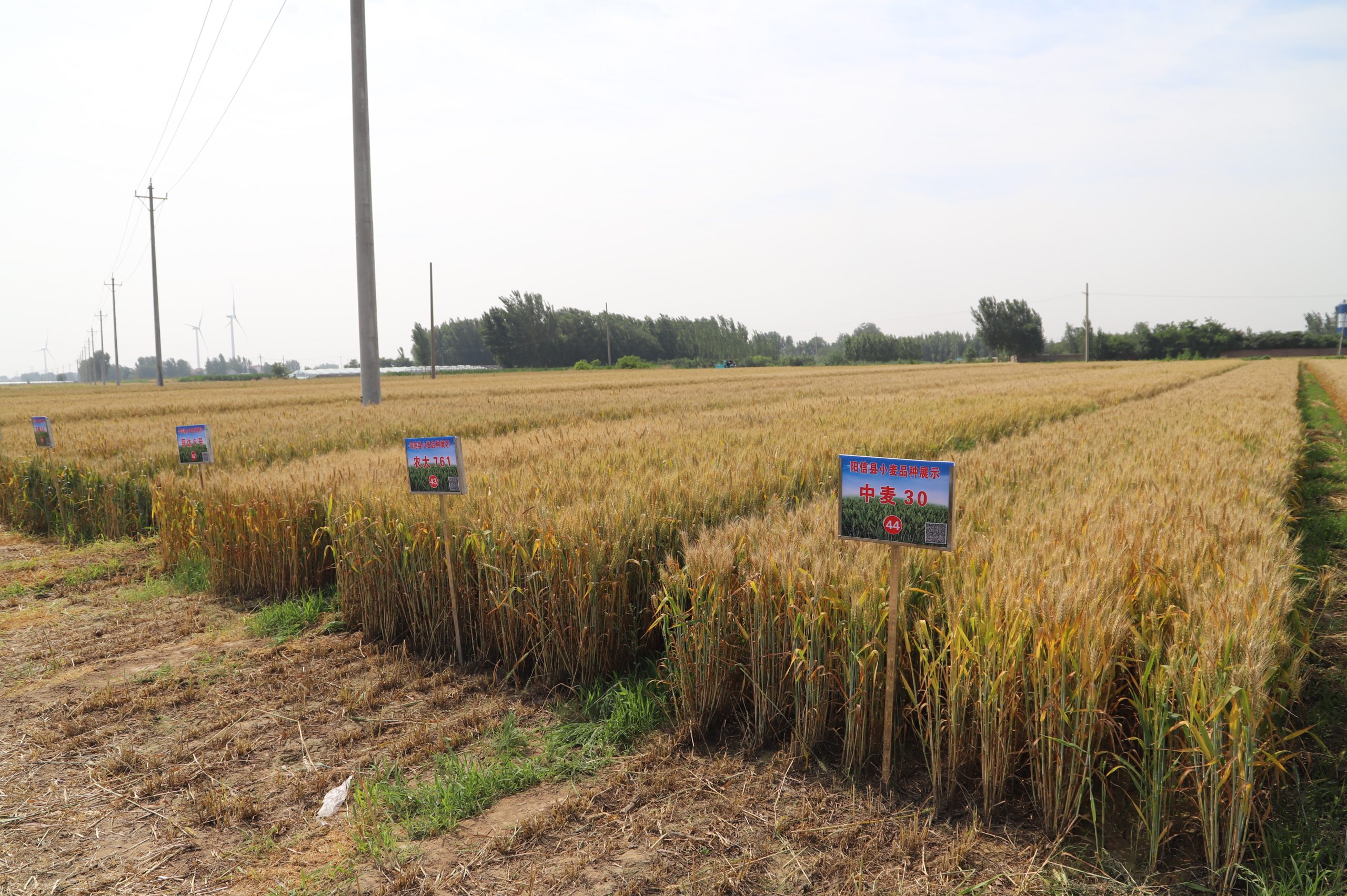 阳信中润农发集团：滨州市小麦新品种观摩会在翟王镇韩桥村举行