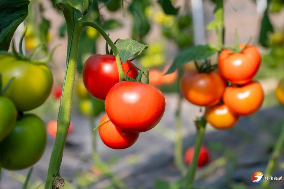 阳信丰阳大超市正式进驻滨州市区