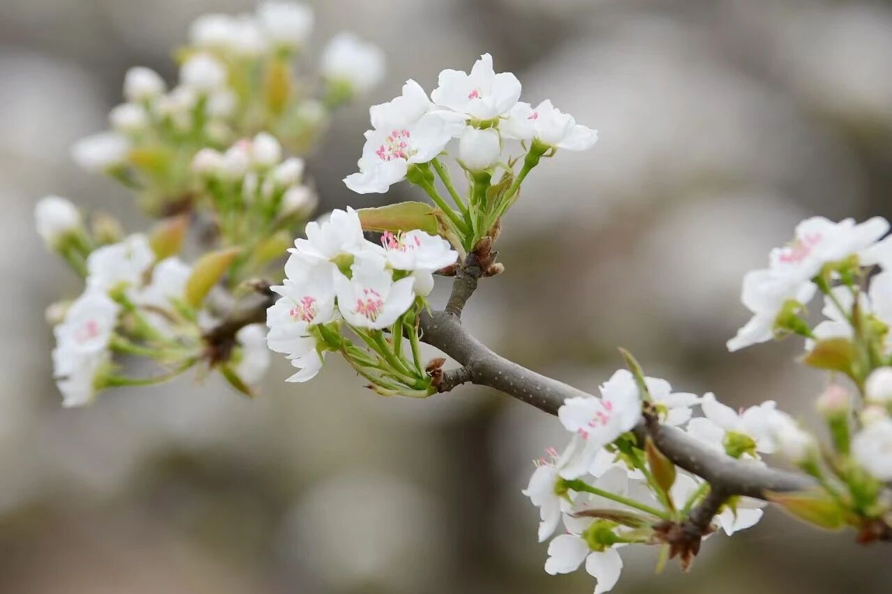 专题推荐 - 阳信梨花会