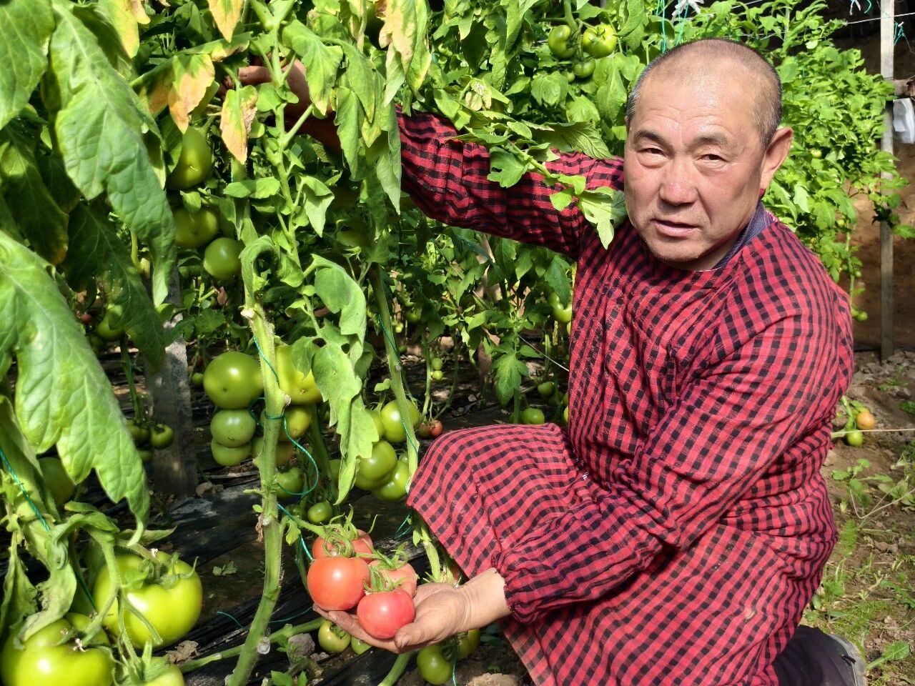 阳信县流坡坞镇闫家村西红柿“鲜”声夺人！脆沙爆汁40天保鲜