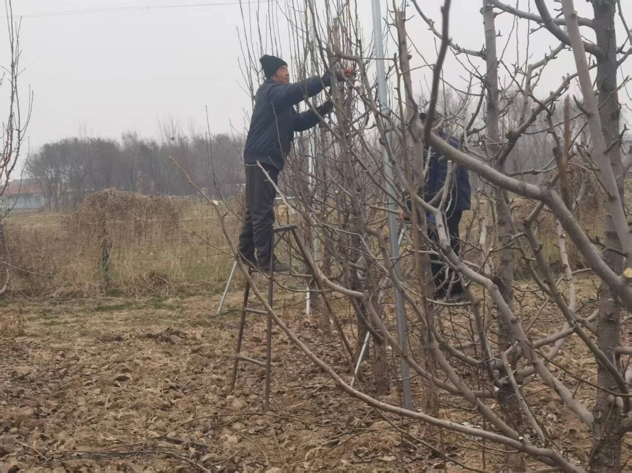 阳信中润农发集团抢抓农时：加强春管  促进梨园丰收