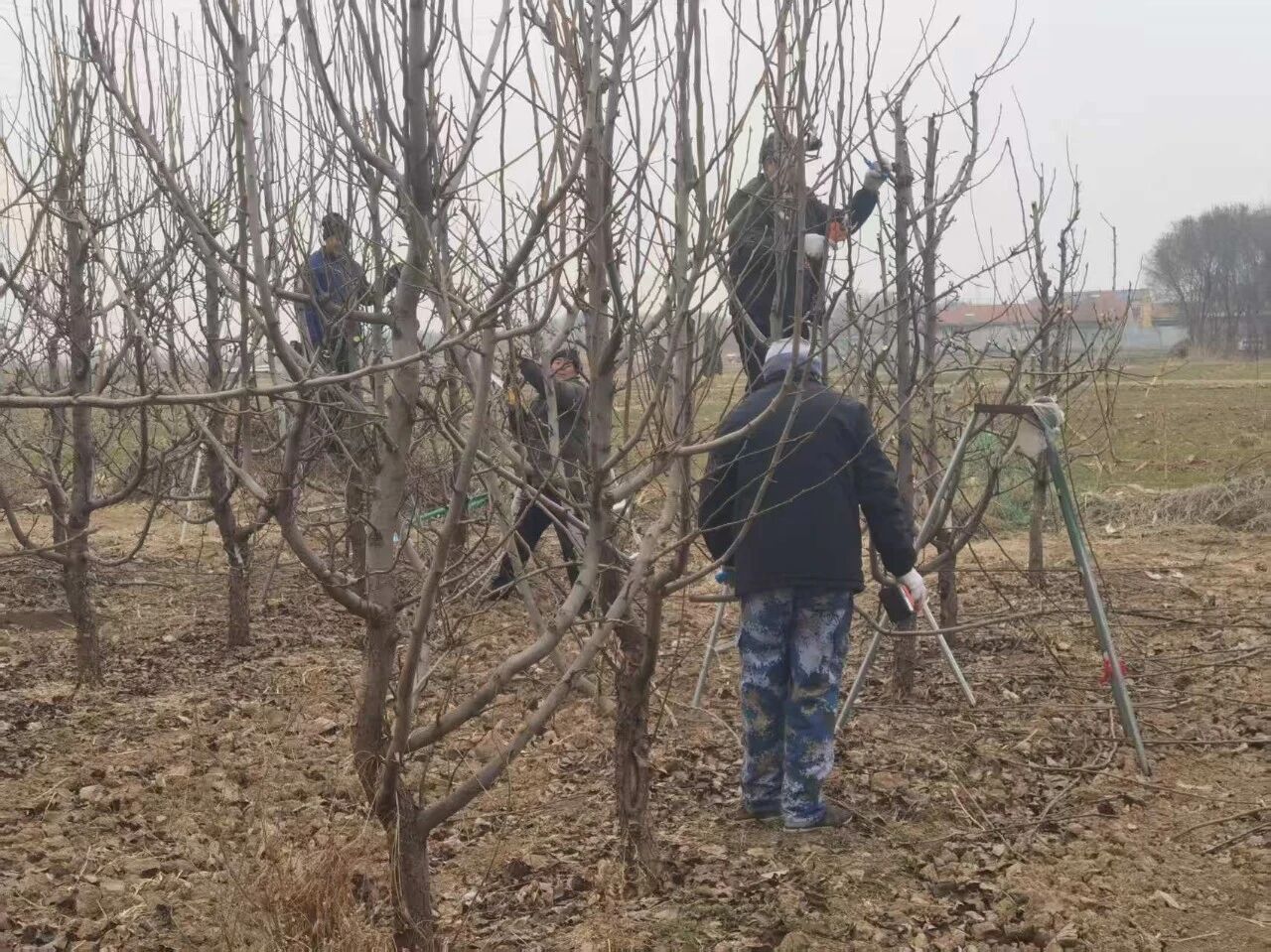 阳信中润农发集团抢抓农时：加强春管  促进梨园丰收