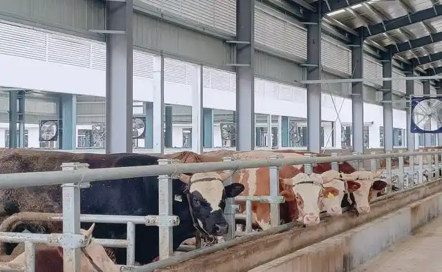 阳信一头“牛”“链”动679亿元大市场