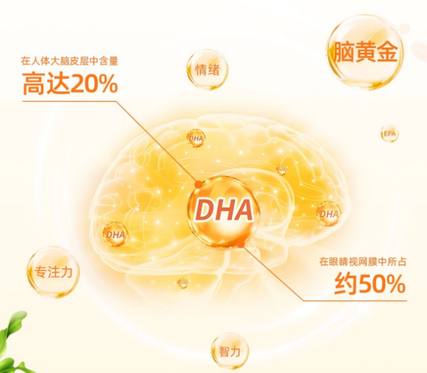 脑雾是神经信号 “堵车”?高纯度DHA+多维营养,2026脑健康产品实测